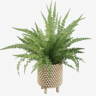 Plants collection 035 - Fern 03 — Ver 3