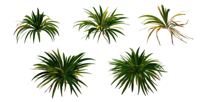 wall iris 001 — Скачать