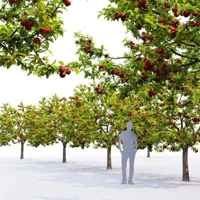 Apple tree — Вид 3