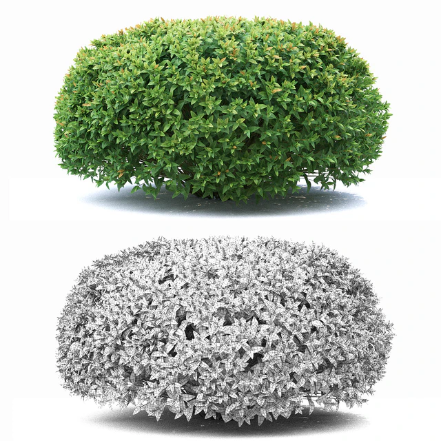 Spirea japonica — Descargar