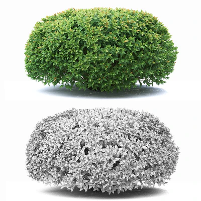 Spirea japonica — Ver 2
