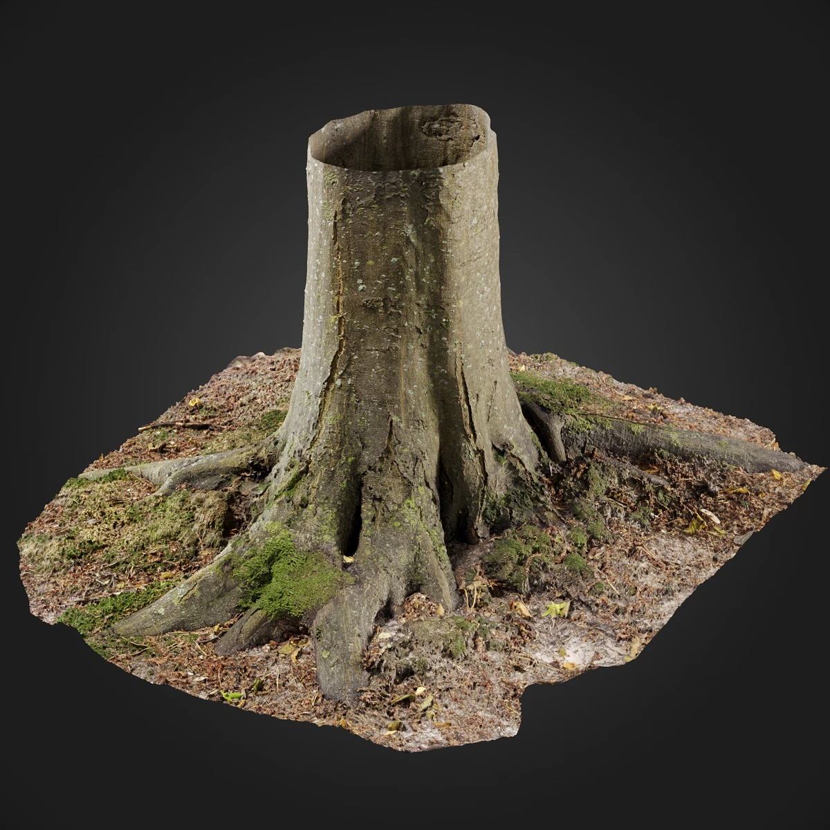 trees and barks 049 — Скачать