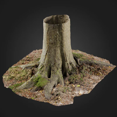 trees and barks 049 — Скачать