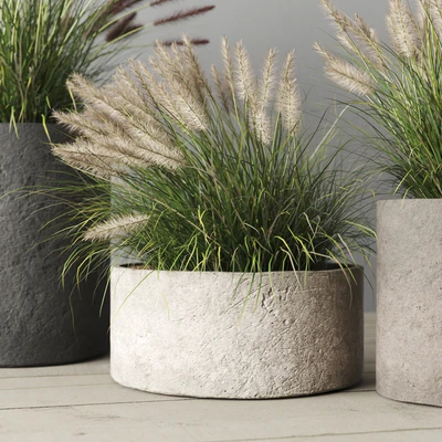 Pennisetum foxtail in concrete pots — Ver 3