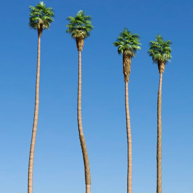 Set of California fan palm trees (Washingtonia palms) — Скачать