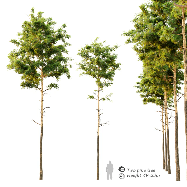 Pine tree 9 — Скачать