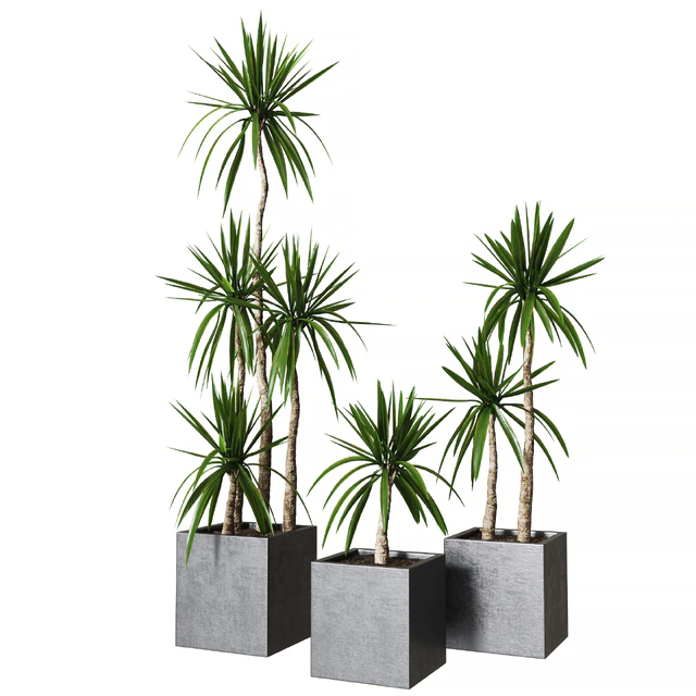 Yucca pot 01 Collection of plants 03 — Download