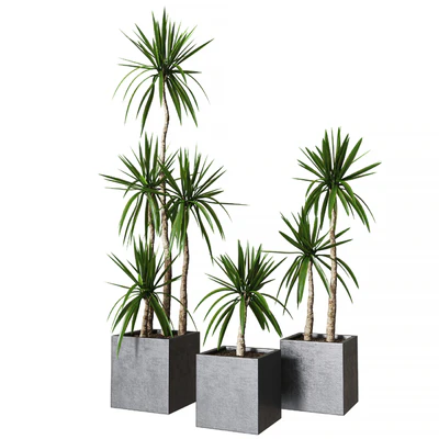 Yucca pot 01 Collection of plants 03 — View 1