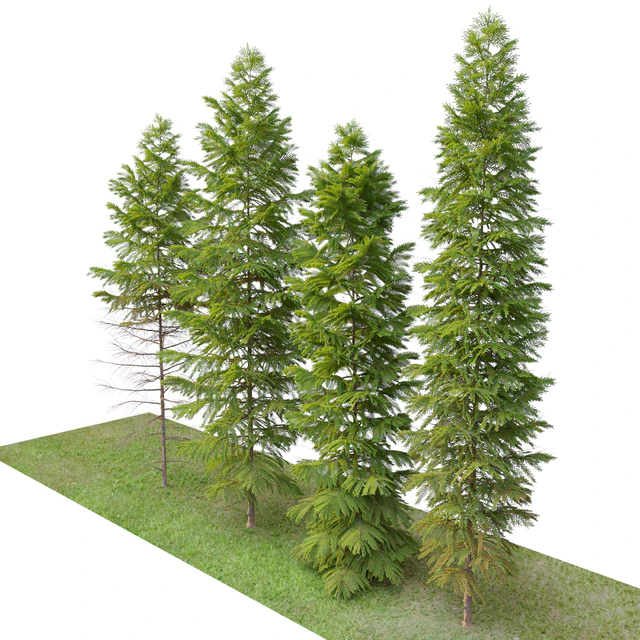 Abies nebrodensis — Descargar