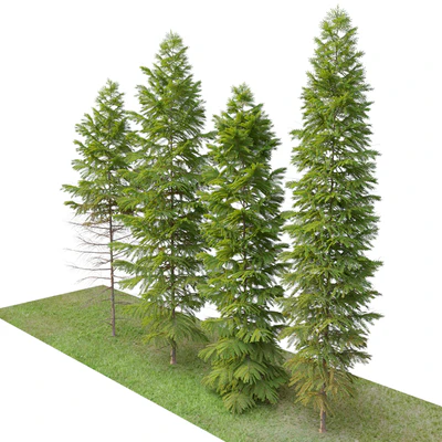 Abies nebrodensis — Ver 4