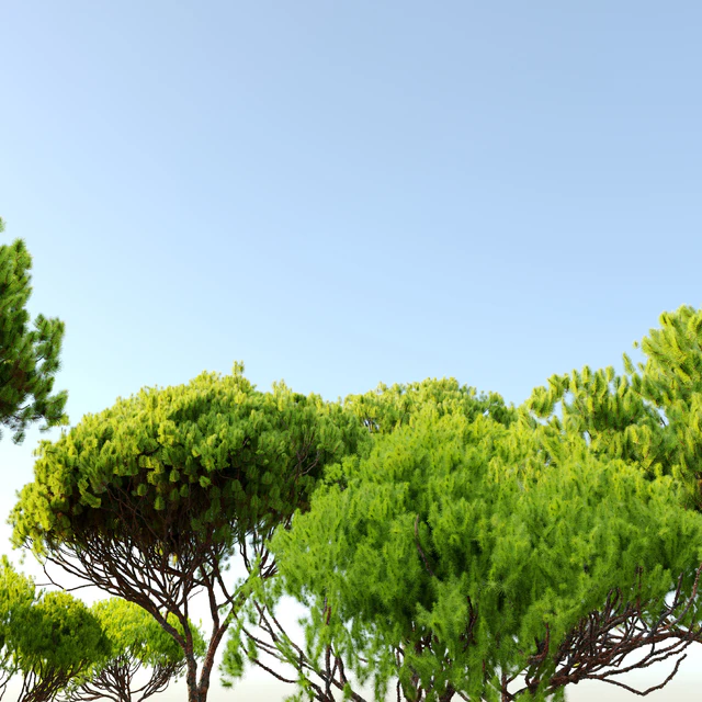Stone pine 4 (Pinus pinea) — Descargar