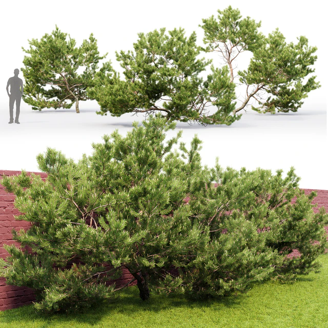 Pine — Скачать