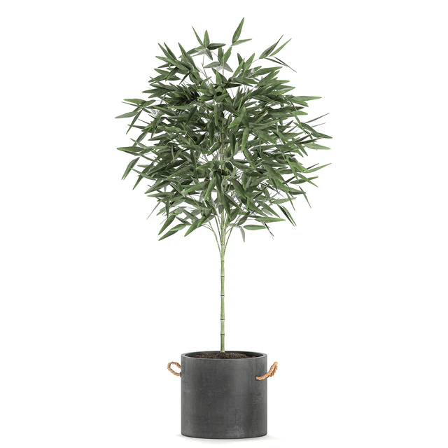A collection of beautiful small lush bamboo bushes in concrete pots with bamboo handles. Set 596. — Descargar