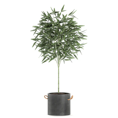 A collection of beautiful small lush bamboo bushes in concrete pots with bamboo handles. Set 596. — Ver 4