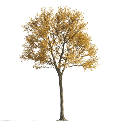 033 autumn — Descargar