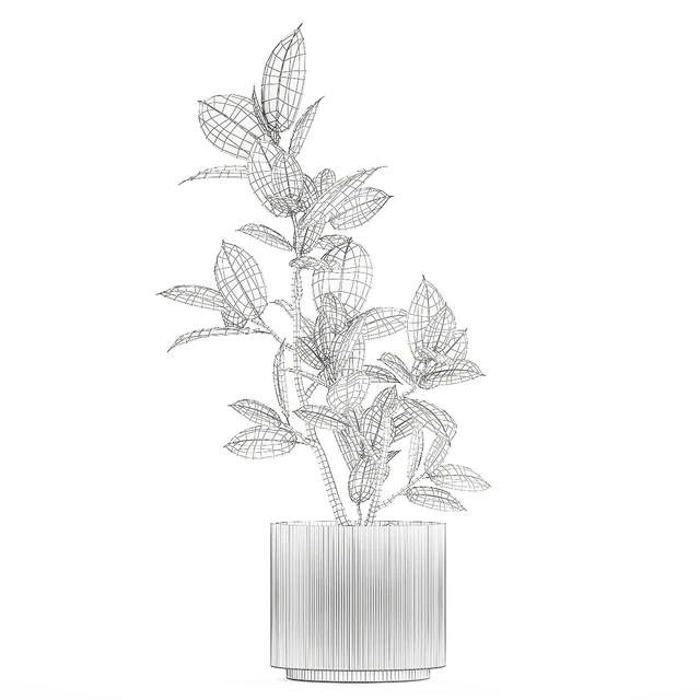 Beautiful small tree in a modern pot Ficus rubbery, elastica, Ficus Abidjan, Ficus Robusta. 1235 — Descargar
