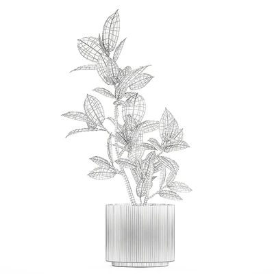 Beautiful small tree in a modern pot Ficus rubbery, elastica, Ficus Abidjan, Ficus Robusta. 1235 — Ver 3