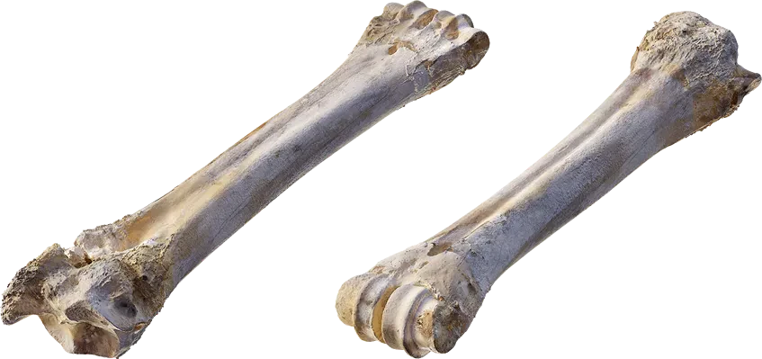 ram leg bone 003 — Descargar