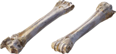 ram leg bone 003 — Descargar
