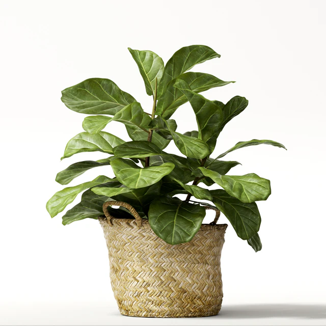 ficus lyrata №2 — Скачать