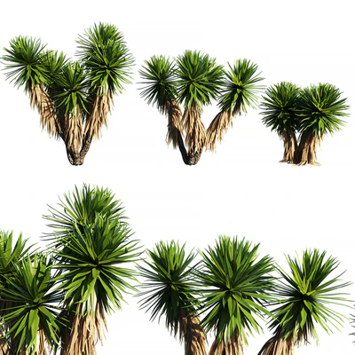 Yucca Plants 2 (3 MODEL) — Descargar