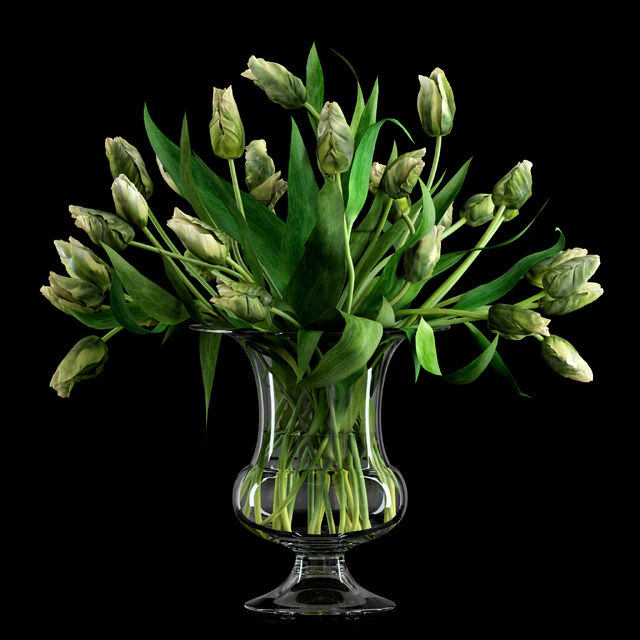 Green Parrot Tulips — Descargar