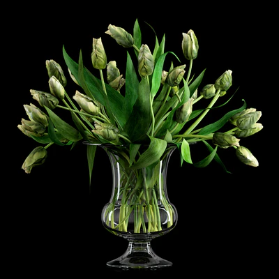Green Parrot Tulips — Ver 1