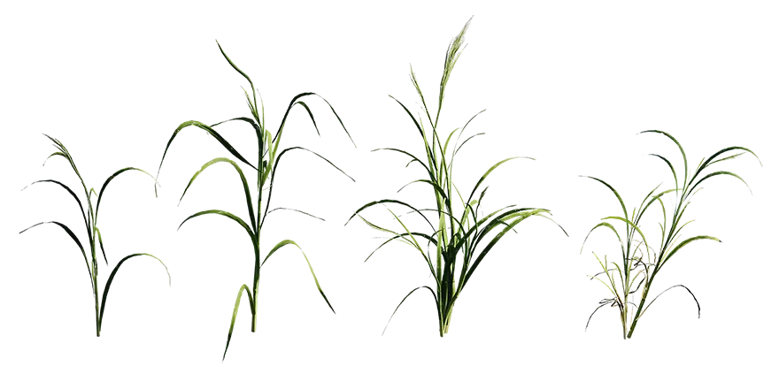 great brome 001 — Descargar