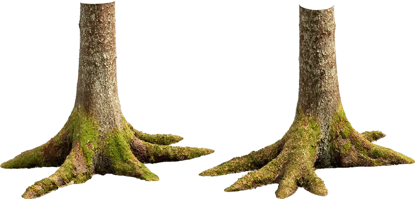 nordic forest tree trunk spruce medium 001 — Descargar
