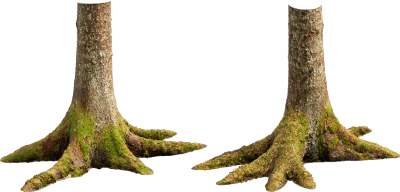 nordic forest tree trunk spruce medium 001 — Descargar