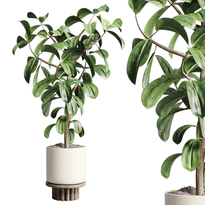 Indoor outdoor plant 106 wood vase pot ficus rubbery — Ver 1