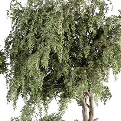 indoor Plant Set 341- Tree and Plant Set in Gray pot — Ver 4