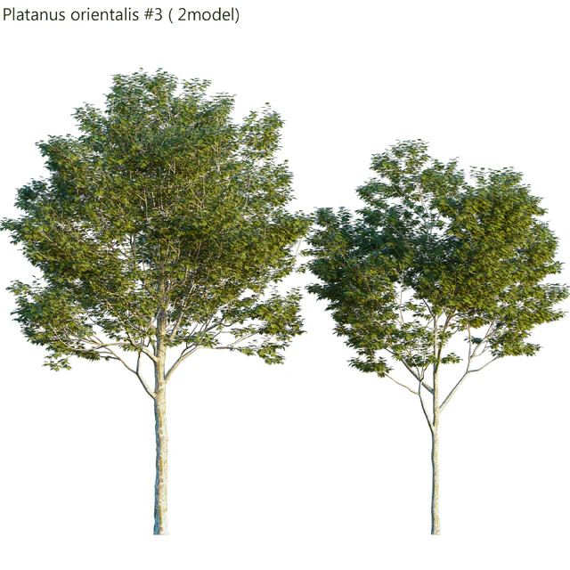 Platanus orientalis -Platanus acerifolia # 3 — Descargar
