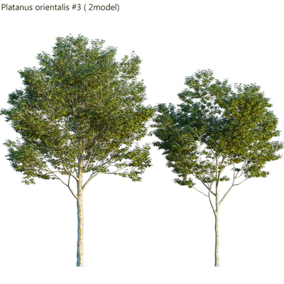Platanus orientalis -Platanus acerifolia # 3 — Descargar