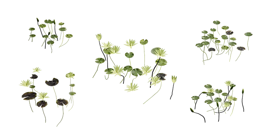 carolana water lily 001 — Скачать