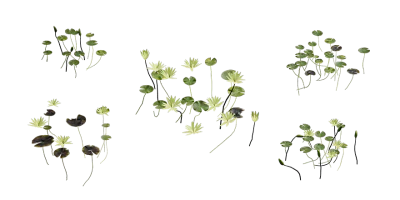 carolana water lily 001 — Скачать