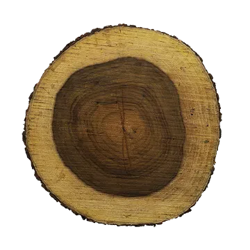 tree trunk 006 — Скачать