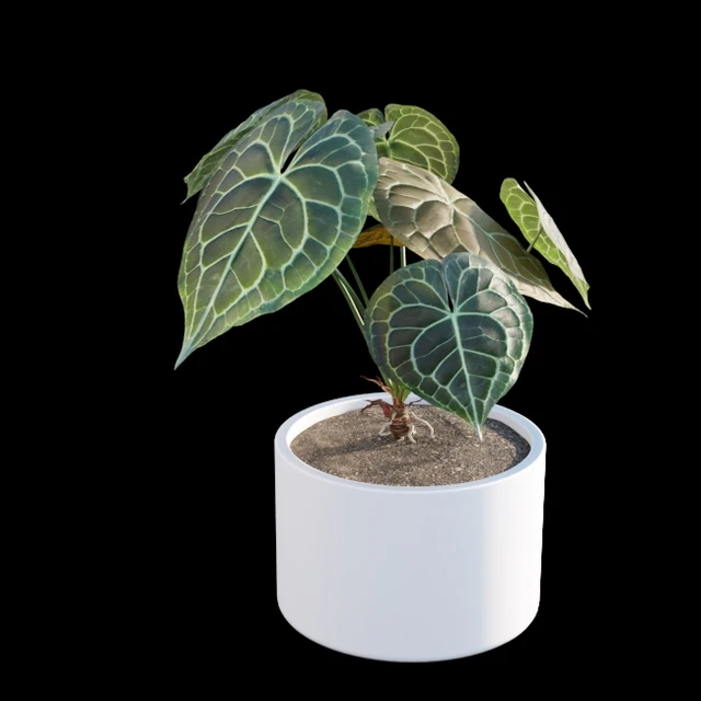 Anthurium clarinervium — Descargar