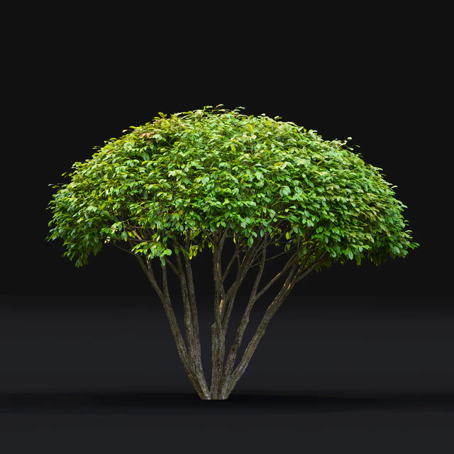 Euonymus — Скачать