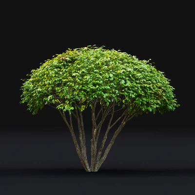 Euonymus — Вид 4