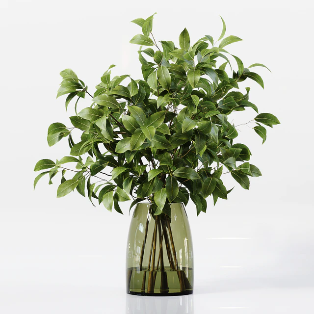 Collection Indoor Plants 041 — Скачать