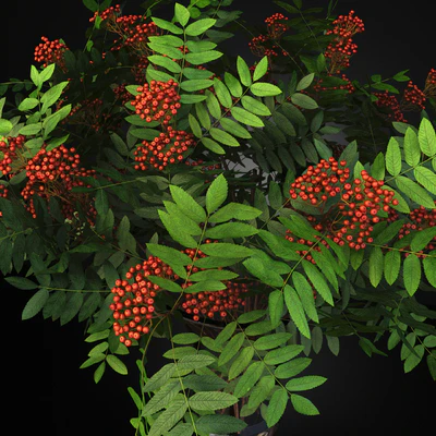 Rowan Bouquet in a vase, eternity bowl red berries — Ver 2