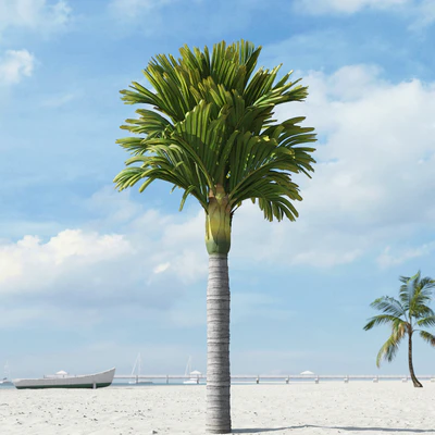 palm trees 036 — Скачать