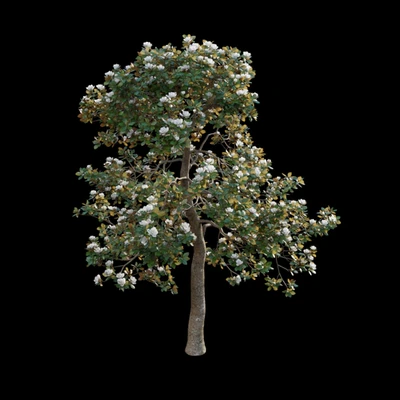 Magnolia grandiflora 02 — Ver 3