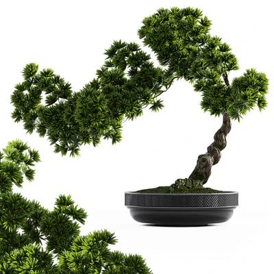 Bonsai plant — Вид 1
