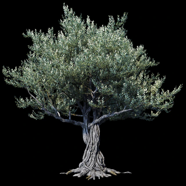 Oliva European 01 — Descargar