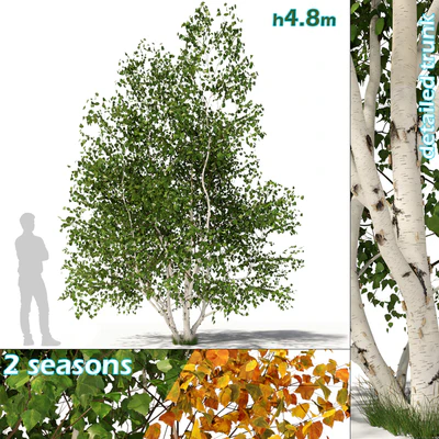 Betula pendula multi stem V02 — Ver 1