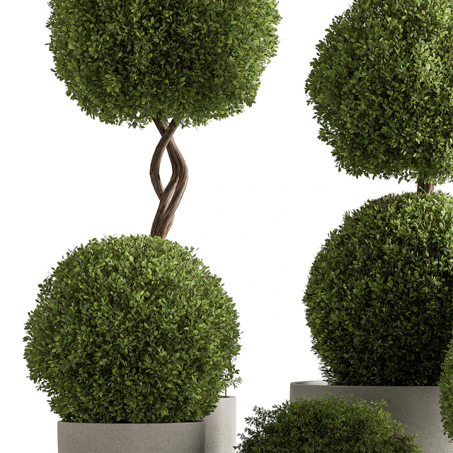 Indoor Plant 637 -Topiary Ball — Descargar