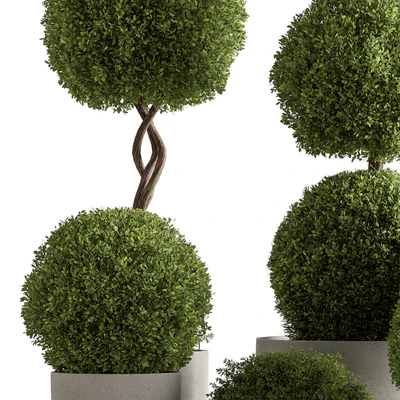 Indoor Plant 637 -Topiary Ball — Ver 3