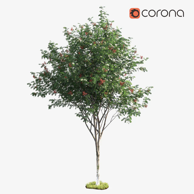 Rowan — Descargar